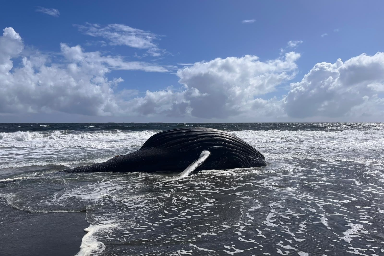 Sernapesca coordina necropsia para determinar causas de muerte de ballena