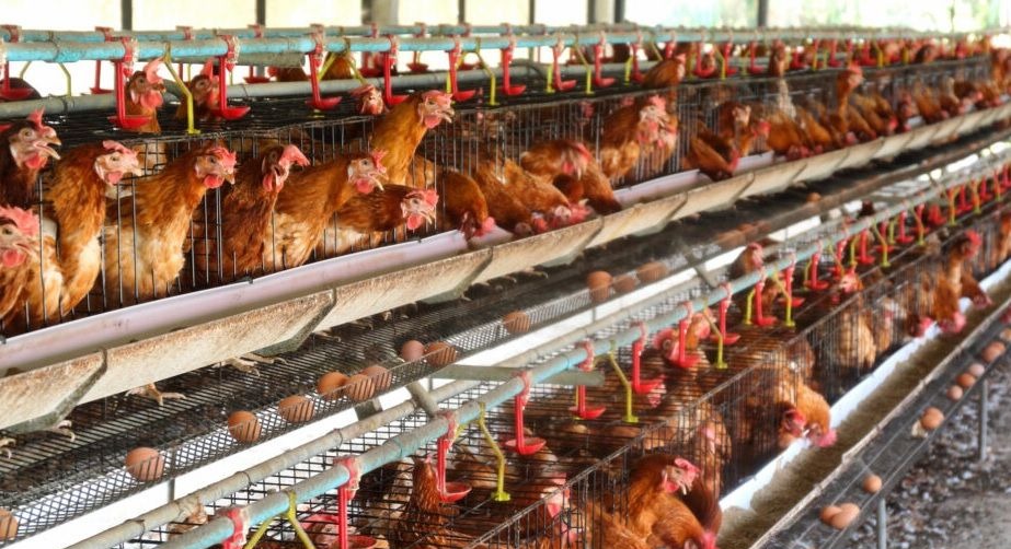 Detectan nuevos focos de influenza aviar y refuerzan vigilancia en Los Lagos